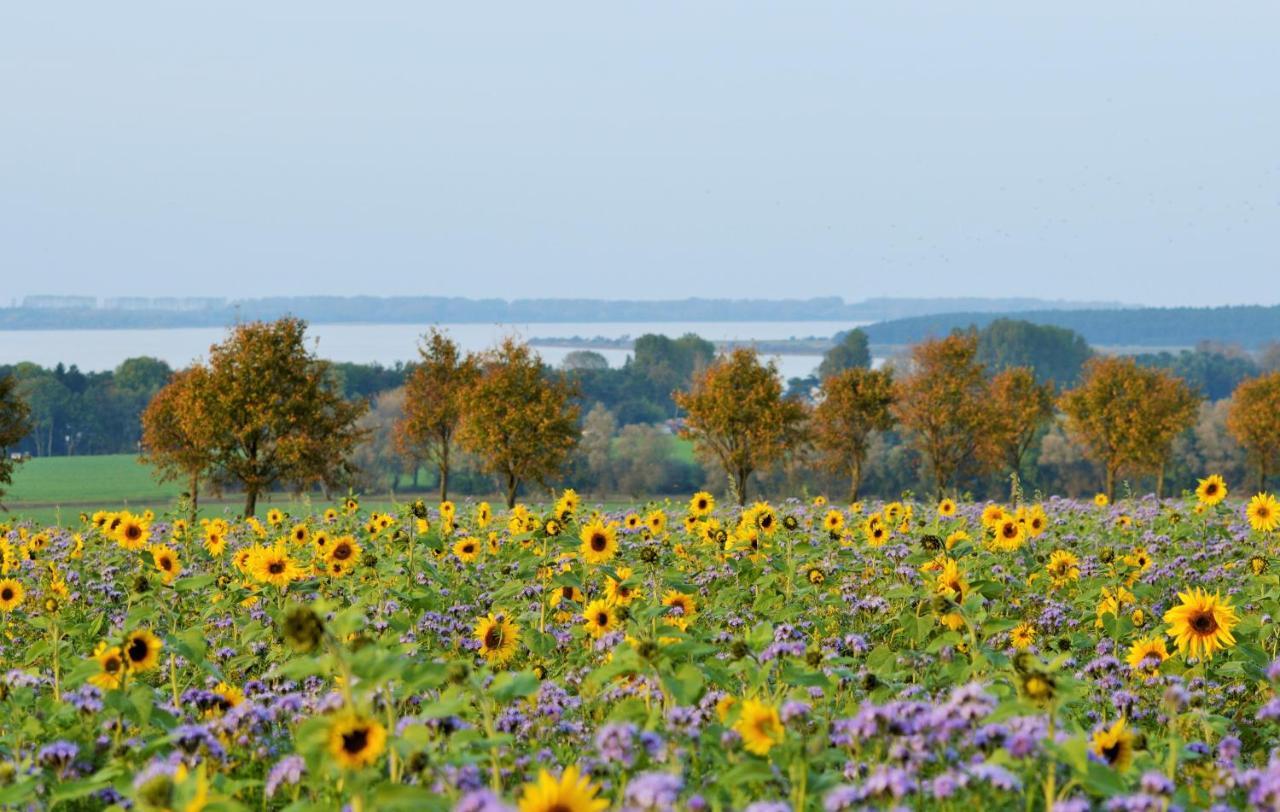 Fewo 1 Wiek auf Rügen 外观 照片
